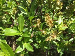 Salix pseudomyrsinites