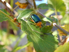 Coleoptera