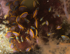 Ochlesis lenticulosus