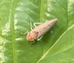 Graphocephala subrufa