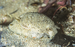 Pleurobranchaea bubala