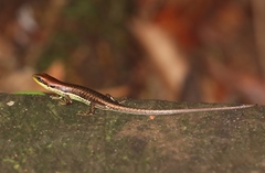 Trachylepis affinis