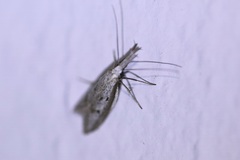 Pleurota albastrigulella