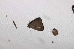 Zanclognatha protumnusalis