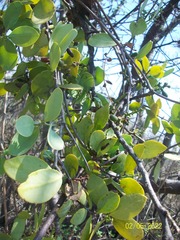 Struthanthus interruptus