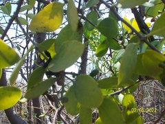 Struthanthus interruptus