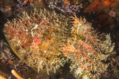 Sepia pulchra