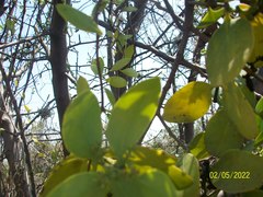 Struthanthus interruptus