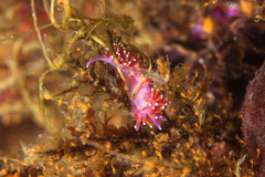 Paraflabellina funeka