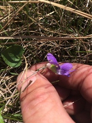 Viola nephrophylla