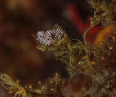 Paraflabellina funeka