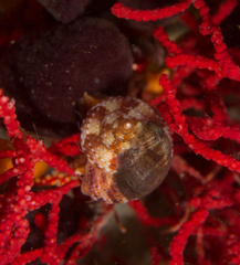 Crepidula porcellana