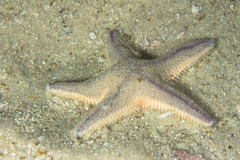 Astropecten irregularis