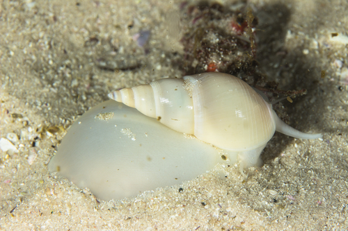 Bullia tenuis observed 2022-04-30