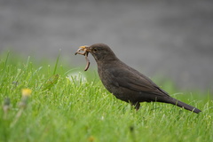 Turdus merula