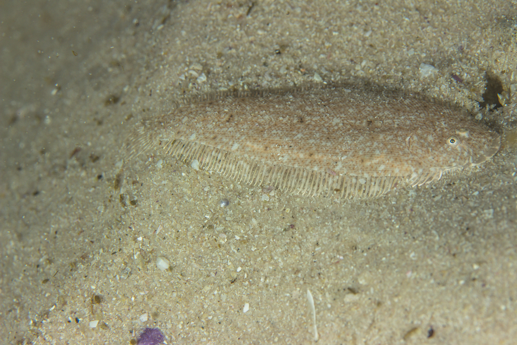 Sand tonguefish (Cynoglossus capensis) — Cynoglossidae