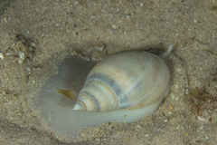 Bullia laevissima