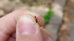 Neivamyrmex nigrescens