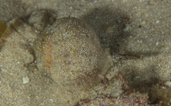 Tectonatica tecta