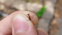 Neivamyrmex nigrescens