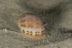 Semicassis zeylanica