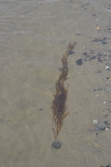 Desmarestia ligulata