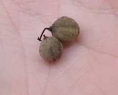 Tilia americana americana