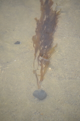 Desmarestia ligulata