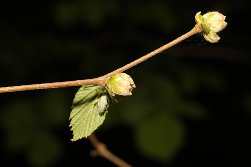 Filbert Bud Mite