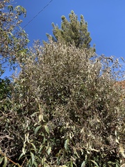 Aloysia citrodora