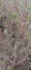 Ploceus capensis