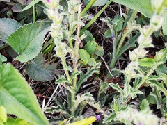 Verbena canescens