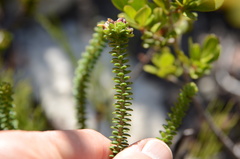 Adenandra rotundifolia