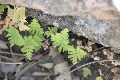Image of Pentagramma rebmanii by (c) Millie Basden, some rights reserved (CC BY)