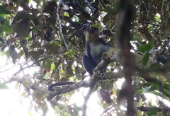 Cercopithecus campbelli