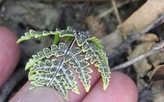 Pentagramma rebmanii