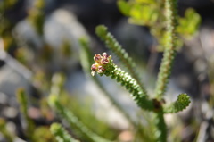Adenandra rotundifolia