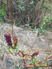 Phytolacca icosandra