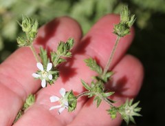 Horkelia clevelandii