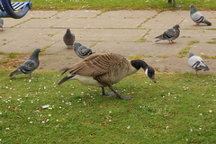 Branta canadensis