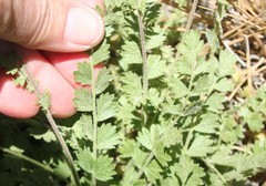 Horkelia clevelandii