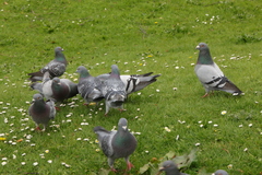 Columba livia domestica