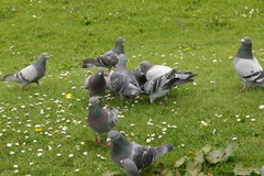 Columba livia domestica