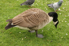 Branta canadensis