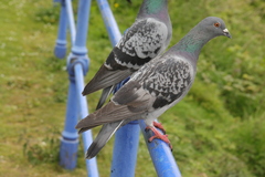 Columba livia domestica
