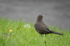 Turdus merula
