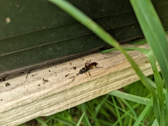Ichneumon stramentor