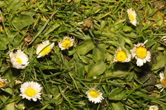 Bellis perennis