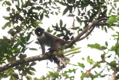 Cercopithecus petaurista petaurista