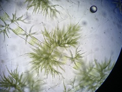 Draparnaldia glomerata